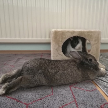 2018 12 Klara zuhause gefunden 4