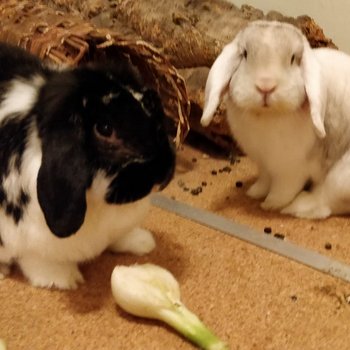 2019 02 Lauren zuhause gefunden 2