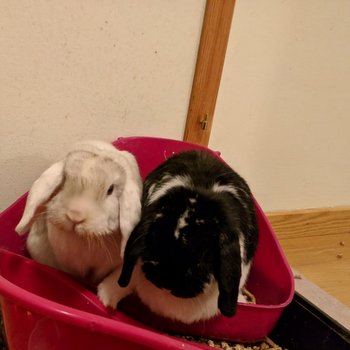 2019 02 Lauren zuhause gefunden 3