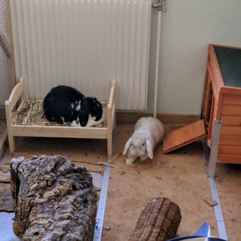 2019 02 Lauren zuhause gefunden 4