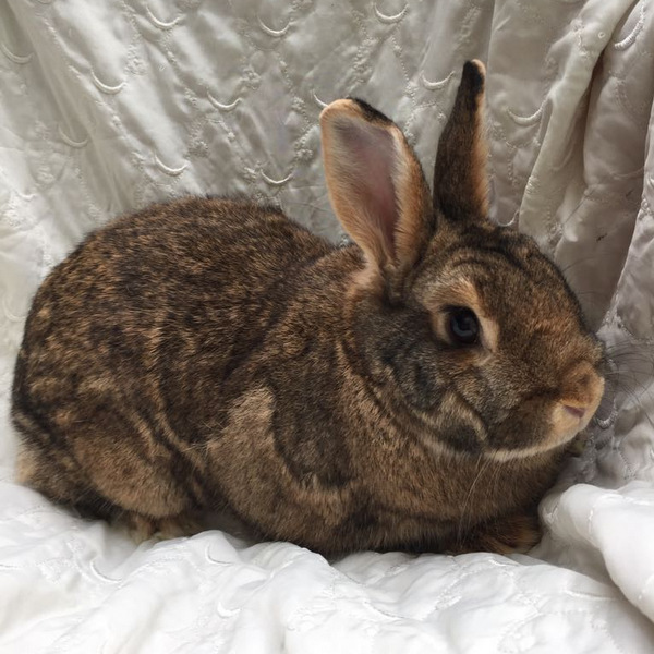 Maiko für homepage 2