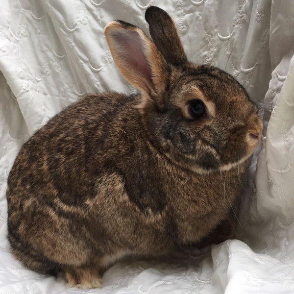 Maiko für homepage 3