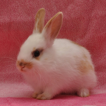 2018 10 Miss Cissi 1