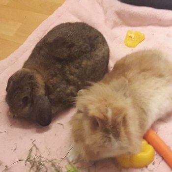 Perine zuhause gefunden 1