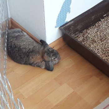 Perine zuhause gefunden 2