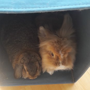 Perine zuhause gefunden 3