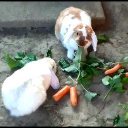 2018 08 Pumpkin zuhause gefunden 1