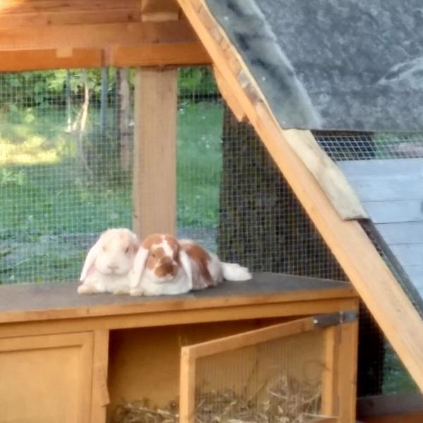 2018 08 Pumpkin zuhause gefunden 2