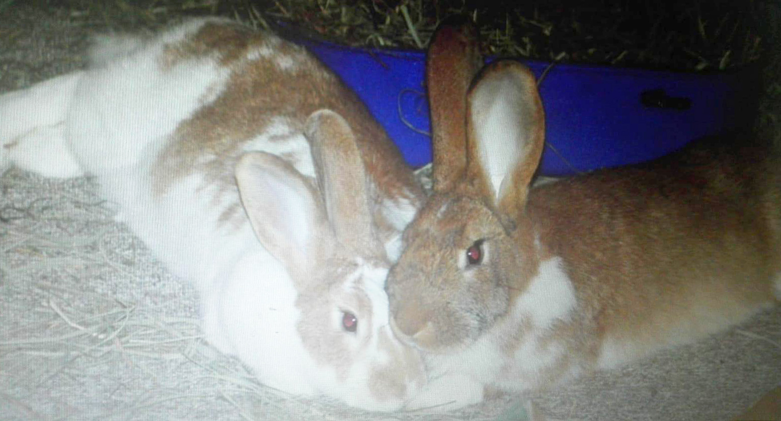 Kaninchen Ringelblume z1