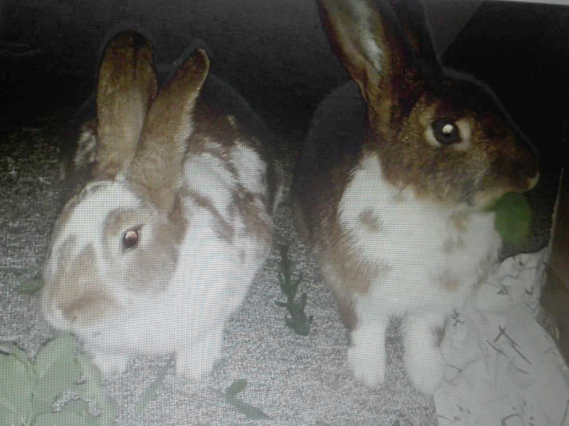 Kaninchen Ringelblume z2