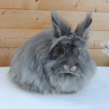 2018 10 Rosalia neu 1