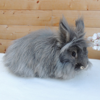 2018 10 Rosalia neu 2