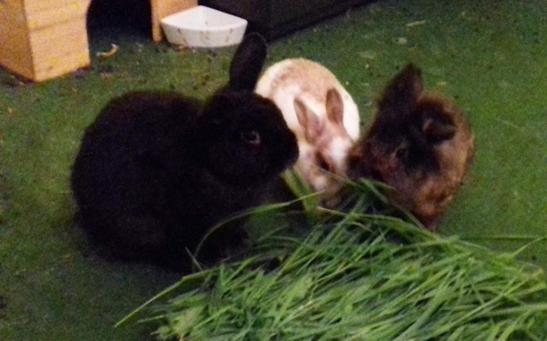 Shiny zuhause gefunden