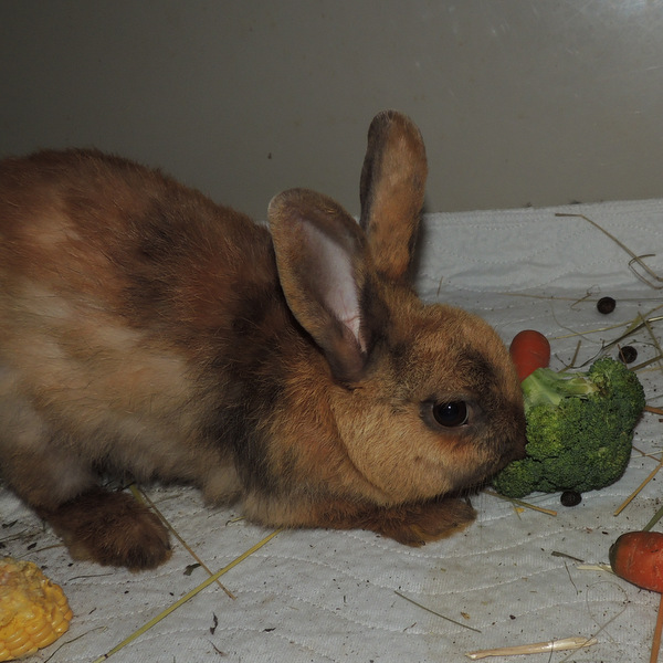 2018 07 Star und Babys 1