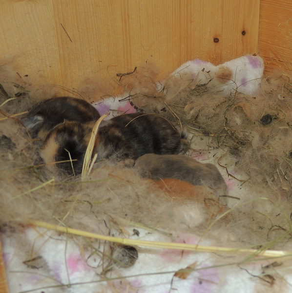 2018 07 Star und Babys 2