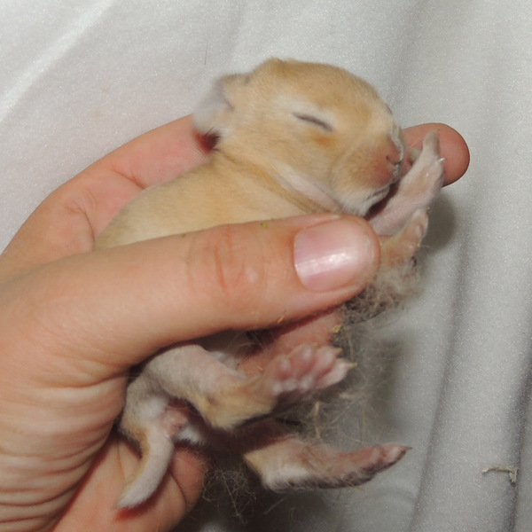 2018 07 Star und Babys 3