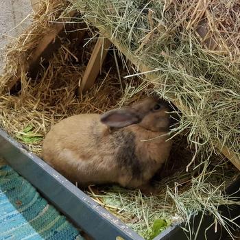 Star zuhause gefunden 1