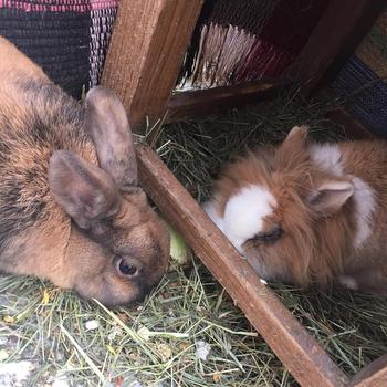 Star zuhause gefunden 3