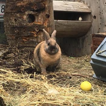 Star zuhause gefunden 4