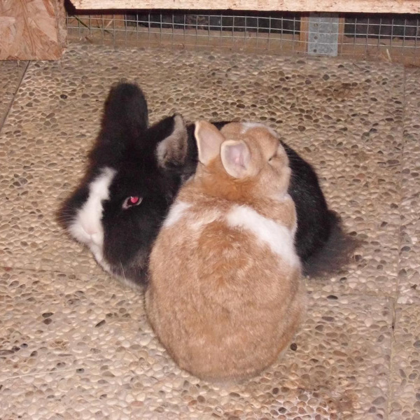 Stella zuhause gefunden 1