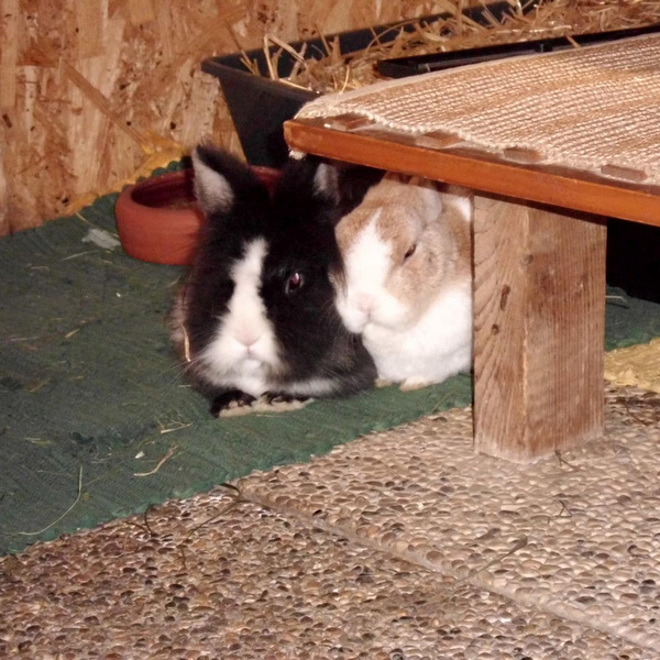 Stella zuhause gefunden 3