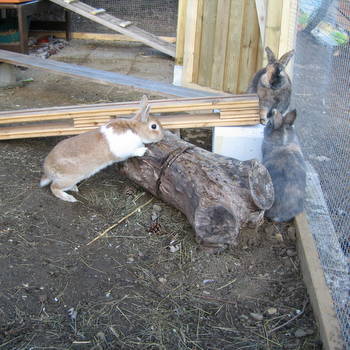 Tabit zuhause gefunden 2