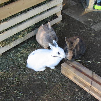 Tabit zuhause gefunden 3