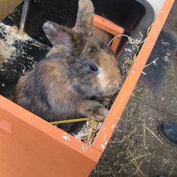 Tabit zuhause gefunden 4