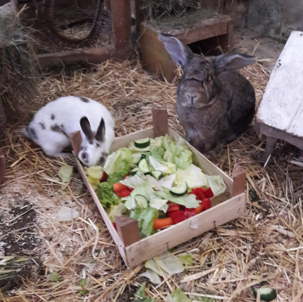 2018 06 Valeria zuhause gefunden 2