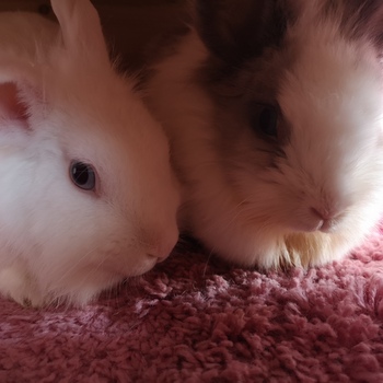 2019 04 Elsa zuhause gefunden 1