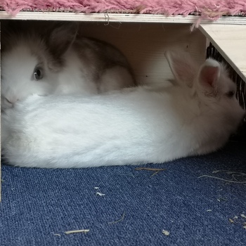 2019 04 Elsa zuhause gefunden 3