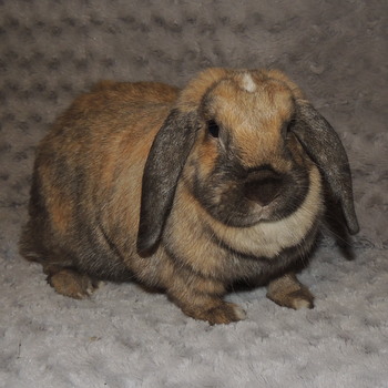 2019 12 Heidi 2