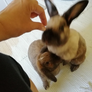 zuhause gefunden heidi und valentin 5