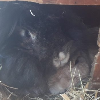 2019 03 Lotti zuhause gefunden HP 1