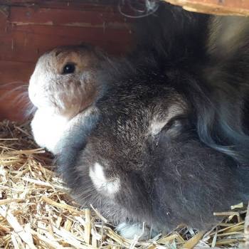 2019 03 Lotti zuhause gefunden HP 2