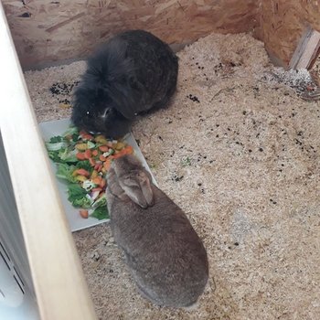 2019 03 Lotti zuhause gefunden HP 3