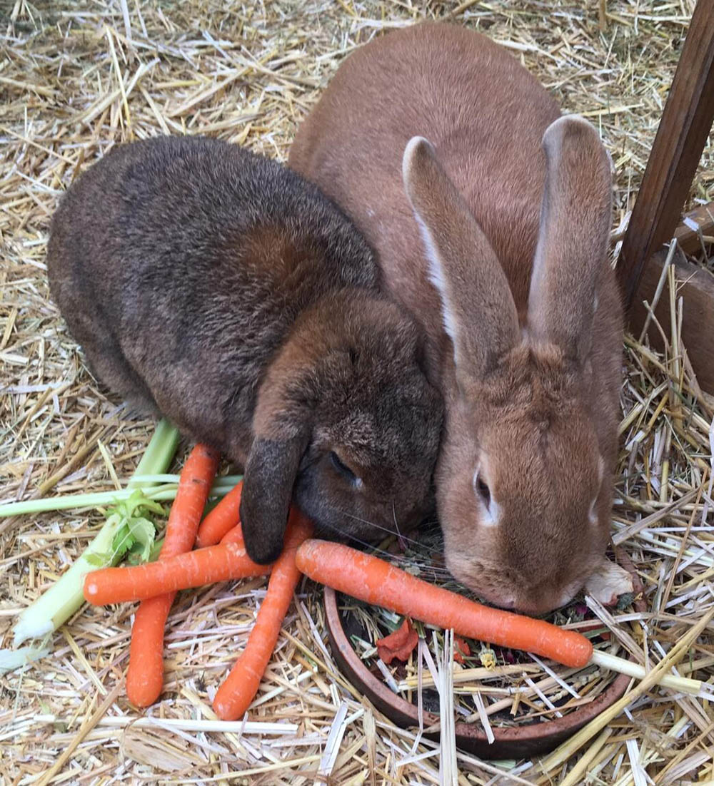 Ophelia zuhause gefunden