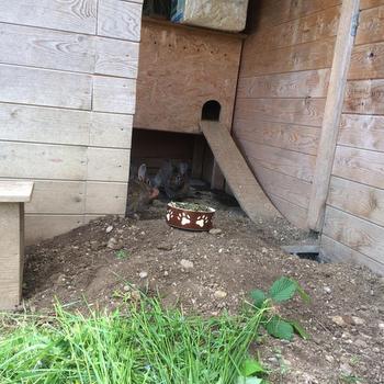 2019 06 Poldi Paula Pamina Petro zuhause gefunden 1