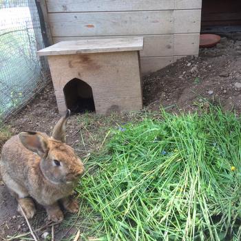 2019 06 Poldi Paula Pamina Petro zuhause gefunden 2