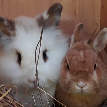 2019 07 Princess may zuhause gefunden