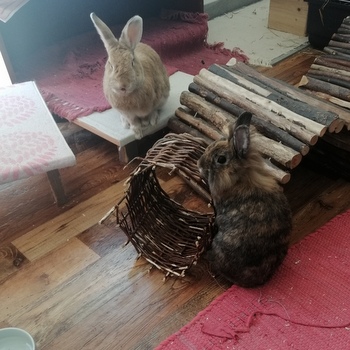 IMG 20220617 091831 resized 20220701 040327238 001