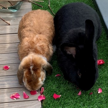 Pepper Fiebi Lucky2 001