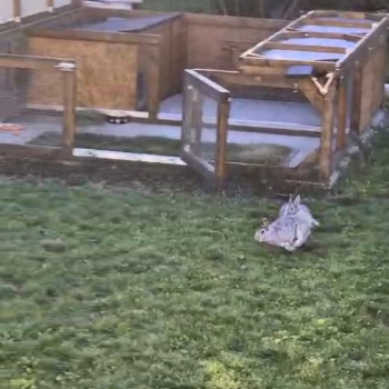 Zwergi Chinchi neues Zuhause 2