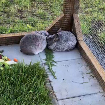 Zwergi Chinchi neues Zuhause 4