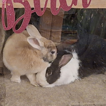 2024 04 Melody neues Zuhause 1