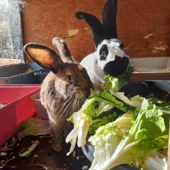 2024 11 Eddine Neues Zuhause 2