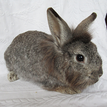 Glorina 2