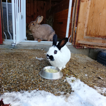 2024 07 Lizzy neues Zuhause