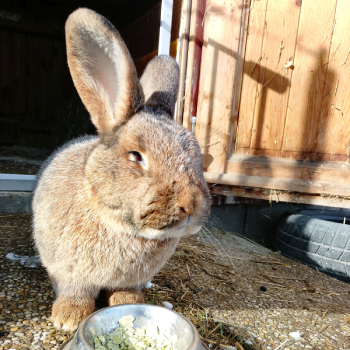 2024 07 Lizzy neues Zuhause 5