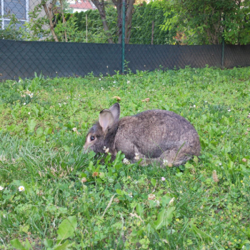 2024 08 Millefleur 1